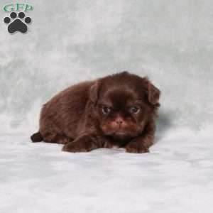 Bubbles, Shih Tzu Puppy
